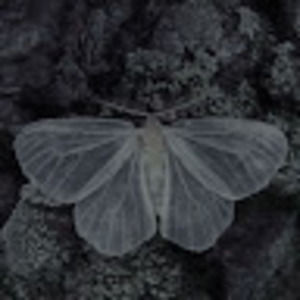 Meet your Posher, Amelia